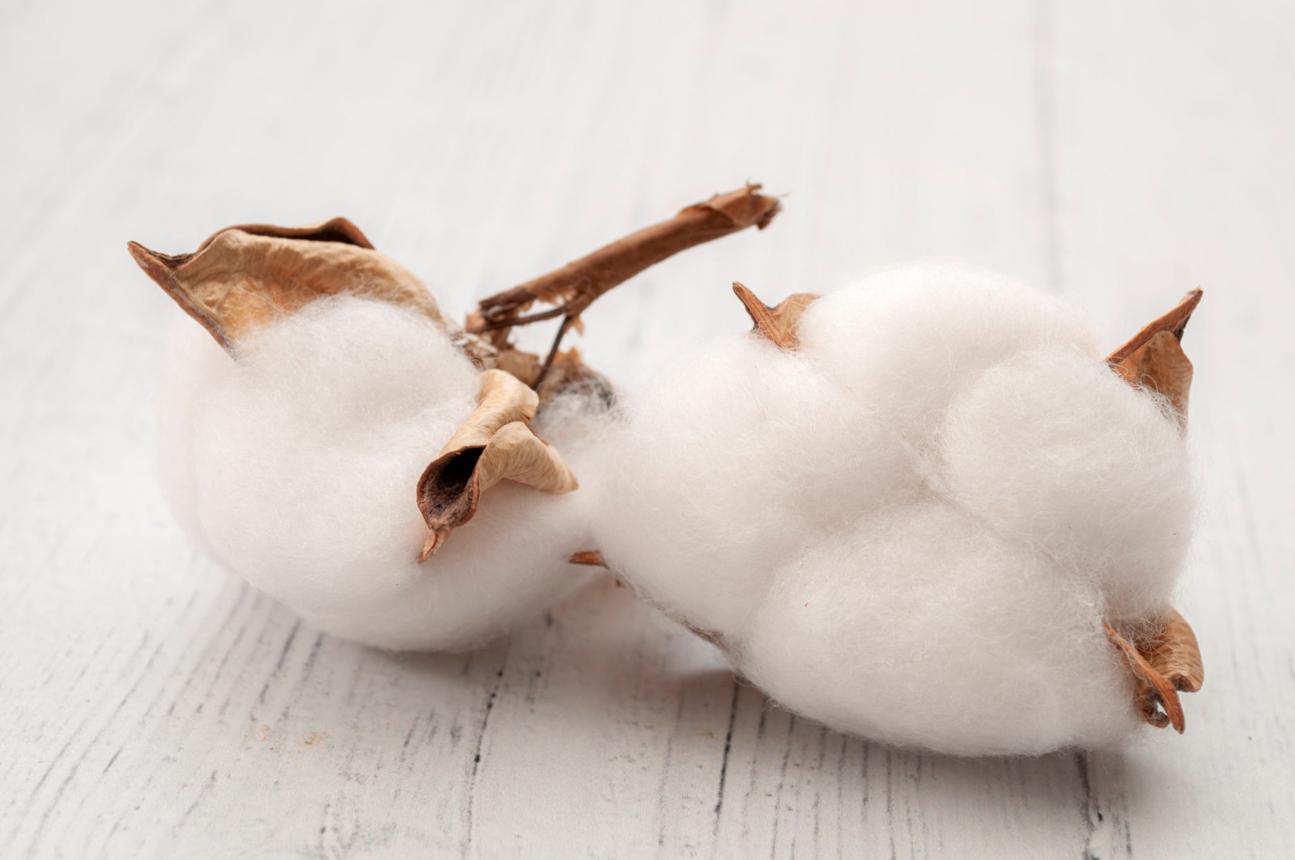Cotton in Rugs: The Foundation You Never See